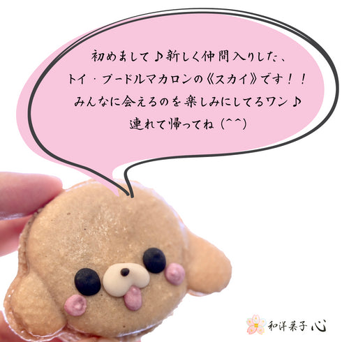 初めまして♪新しく仲間入りしたトイプードルマカロンのスカイです。みんなに会えるのを楽しみにしているワン。連れて帰ってね♪トイプードルマカロンの写真に吹き出しマークで左記に記載。